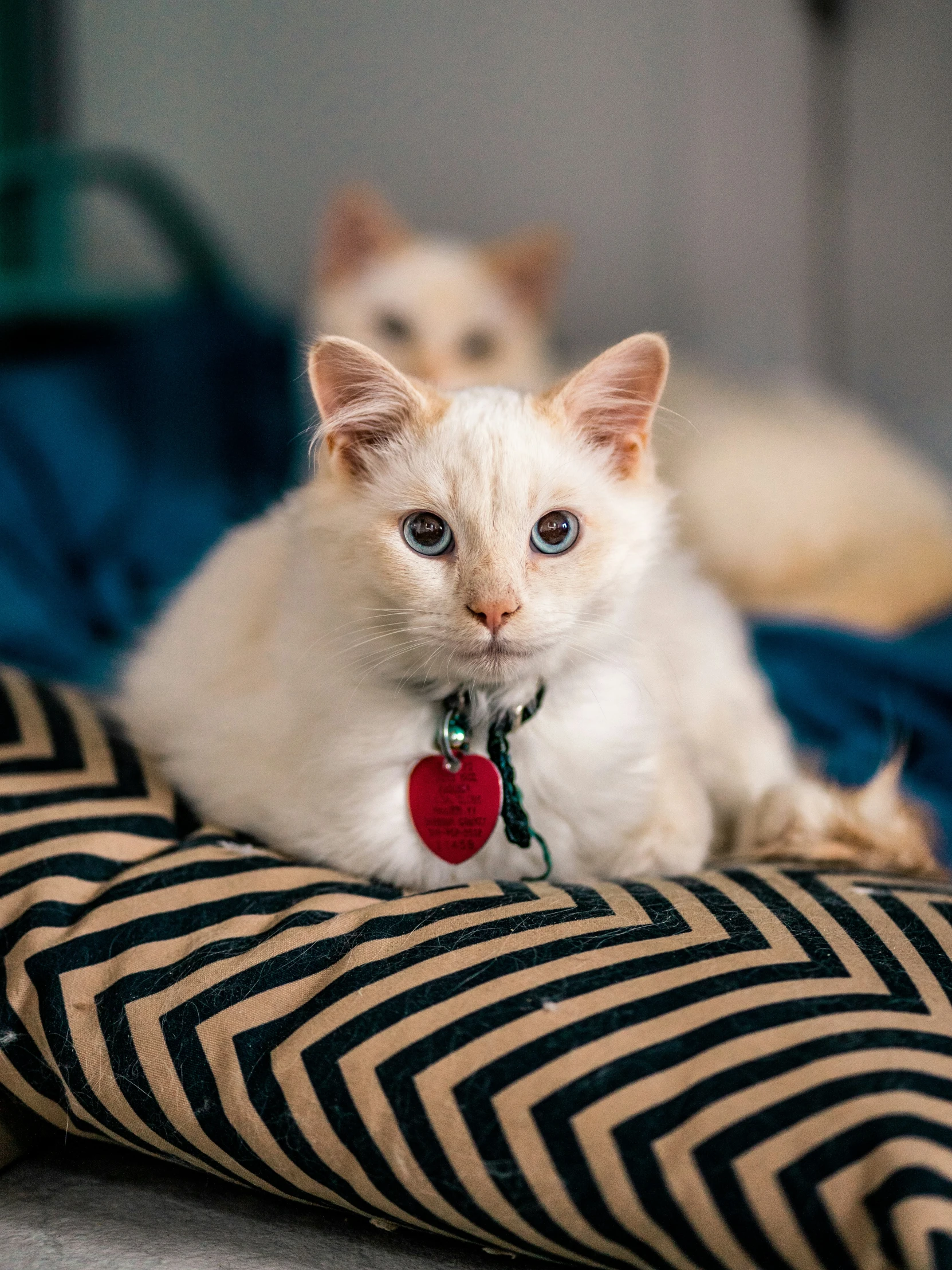 two cats sitting on a bed one is white