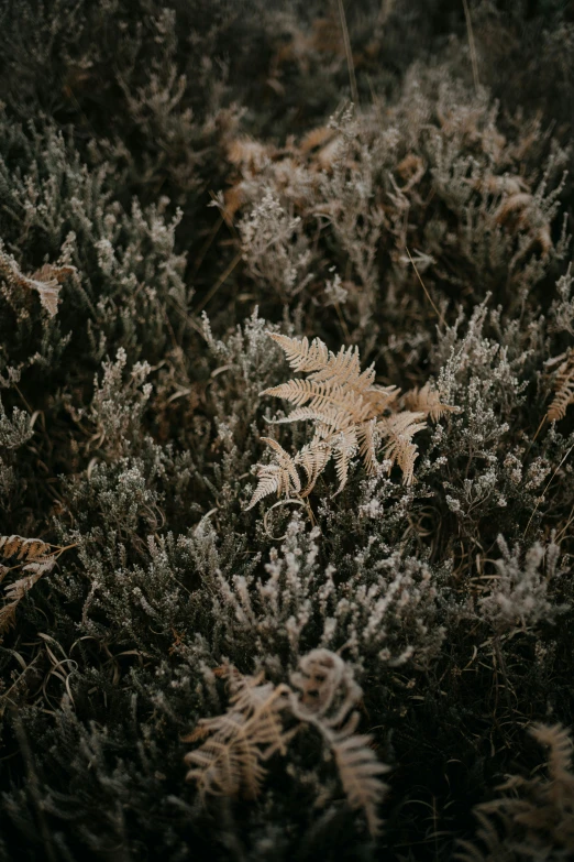 a large bush covered in lots of green and grey plants