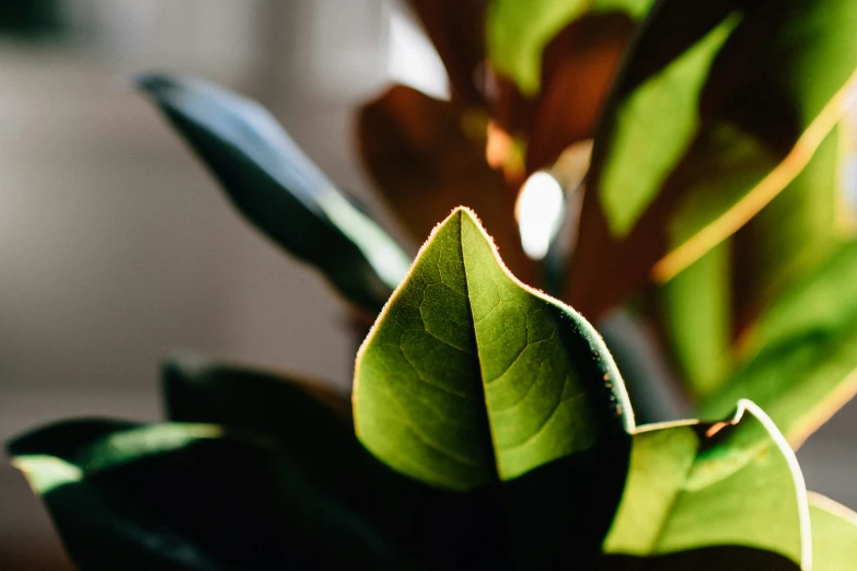 a plant with green leaves is sitting in a vase