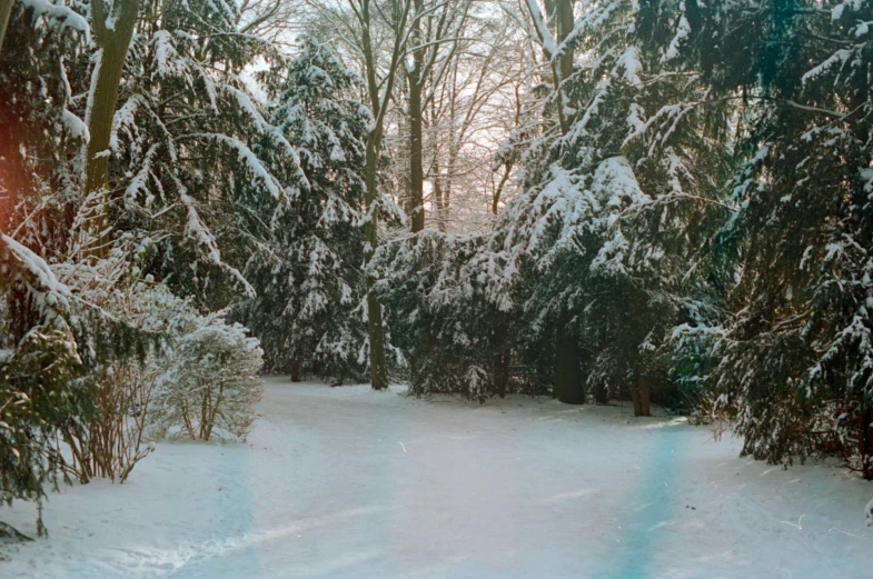 a snow - covered road is surrounded by evergreens