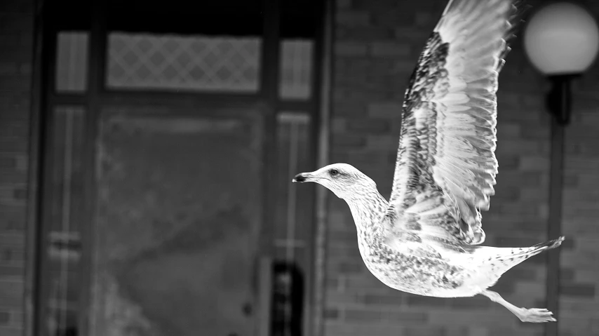 a black and white po of a bird flying in the air