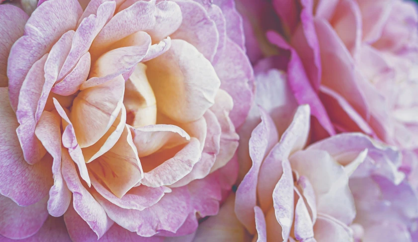 a bouquet of pink and yellow flowers in bloom