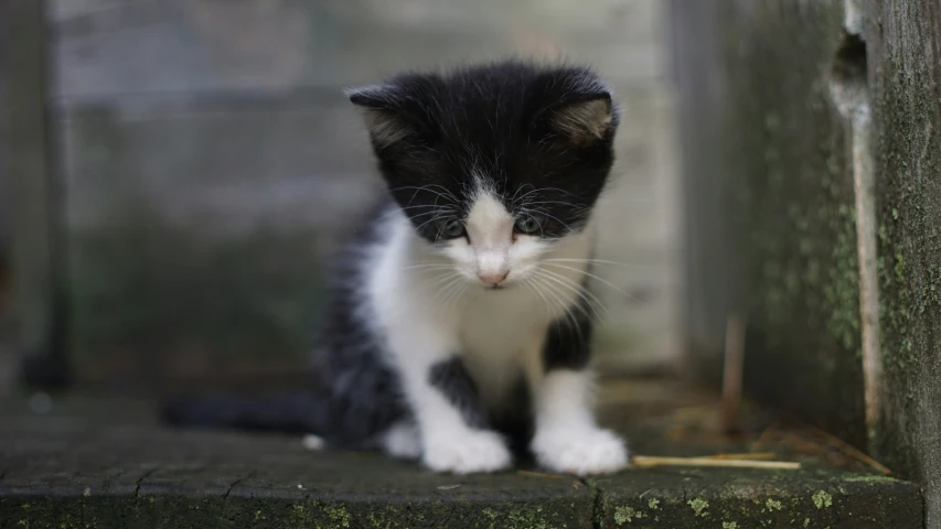 a kitten sitting on concrete with its eyes closed