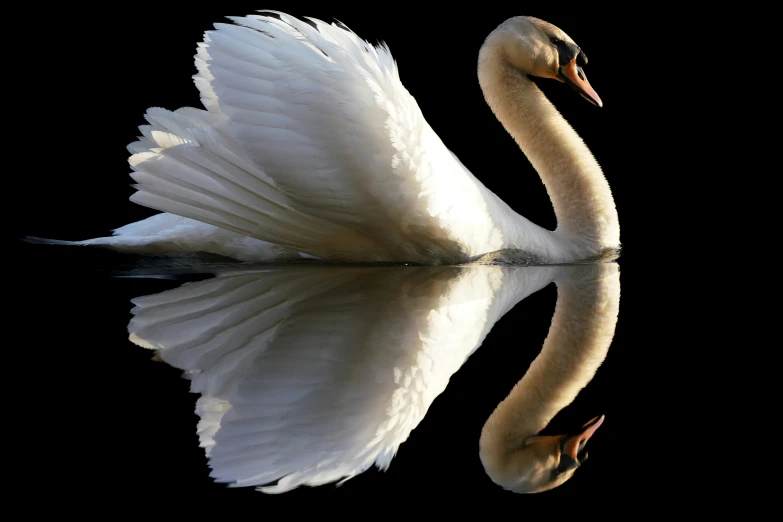 a swan is floating in the water with its wings spread