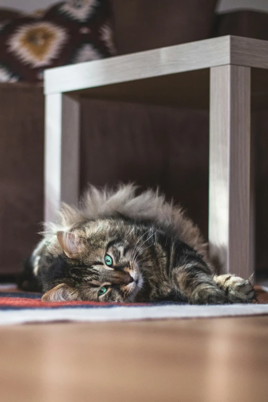 a brown and black cat is resting on the floor