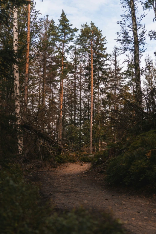 trees and leaves are all over the path