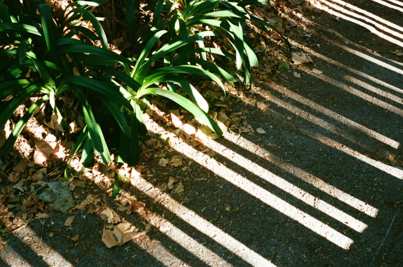 shadows on the ground cast on plants