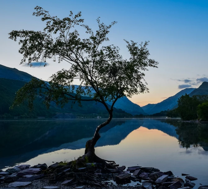a lone tree sits on some rocks in the middle of a lake