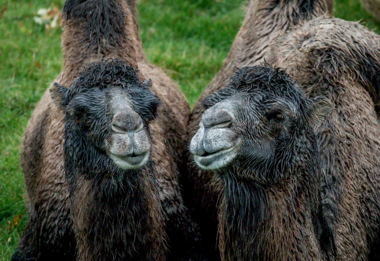 two brown llamas looking to the right