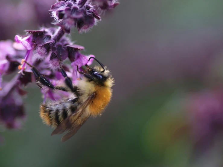 a bee is on some purple flowers and is close up