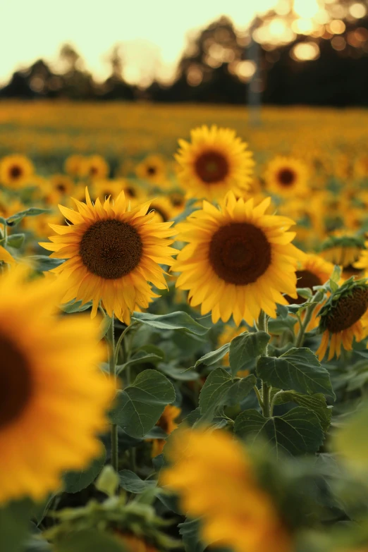 many sunflowers are blooming in a field