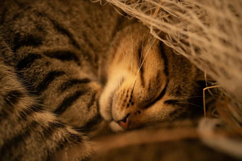 a close up of a cat sleeping with it's head on a bed