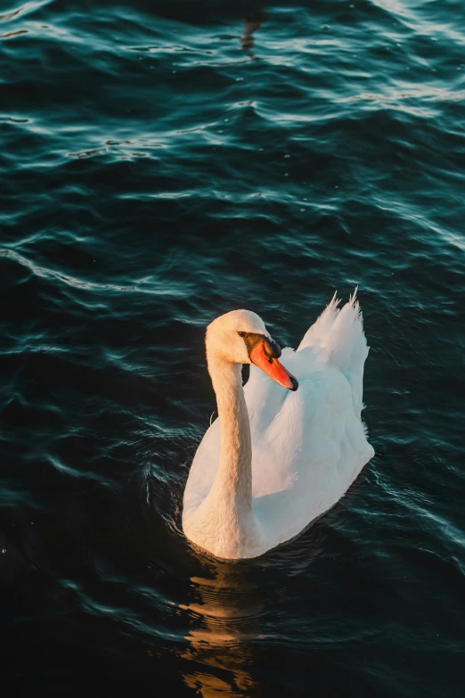 a white swan swimming on the surface of water