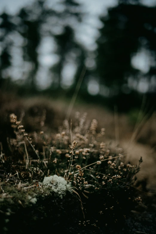 a blurry image of some plants in the woods