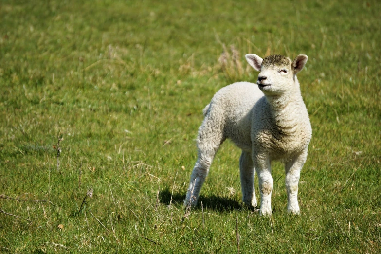 the small sheep is standing alone in the field