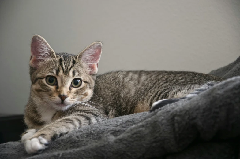 a striped cat laying down on a blanket