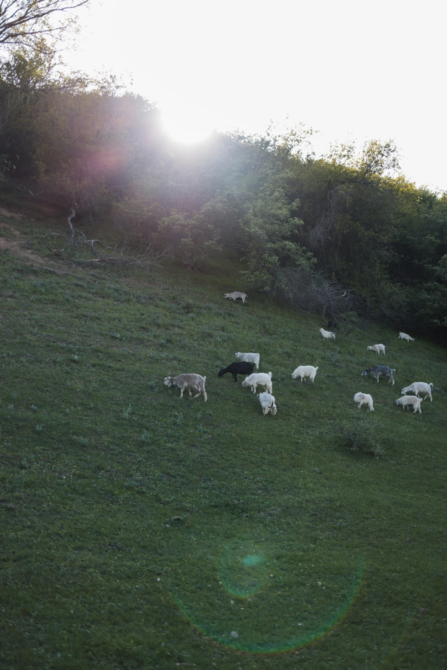 a herd of sheep graze on a hillside