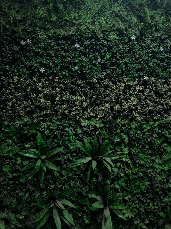 large patch of trees sitting in the middle of grass