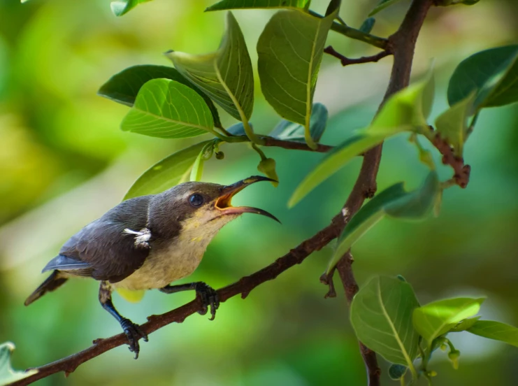 a bird sitting on a nch with a worm in its mouth