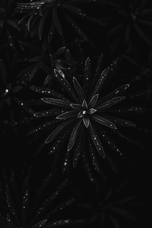 dark black pograph with droplets of water in the center