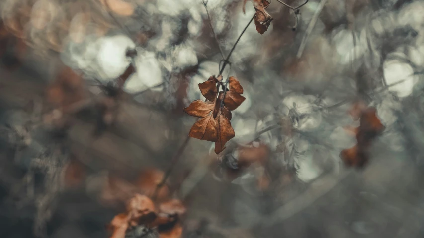 dried leaves are hanging on a tree limb