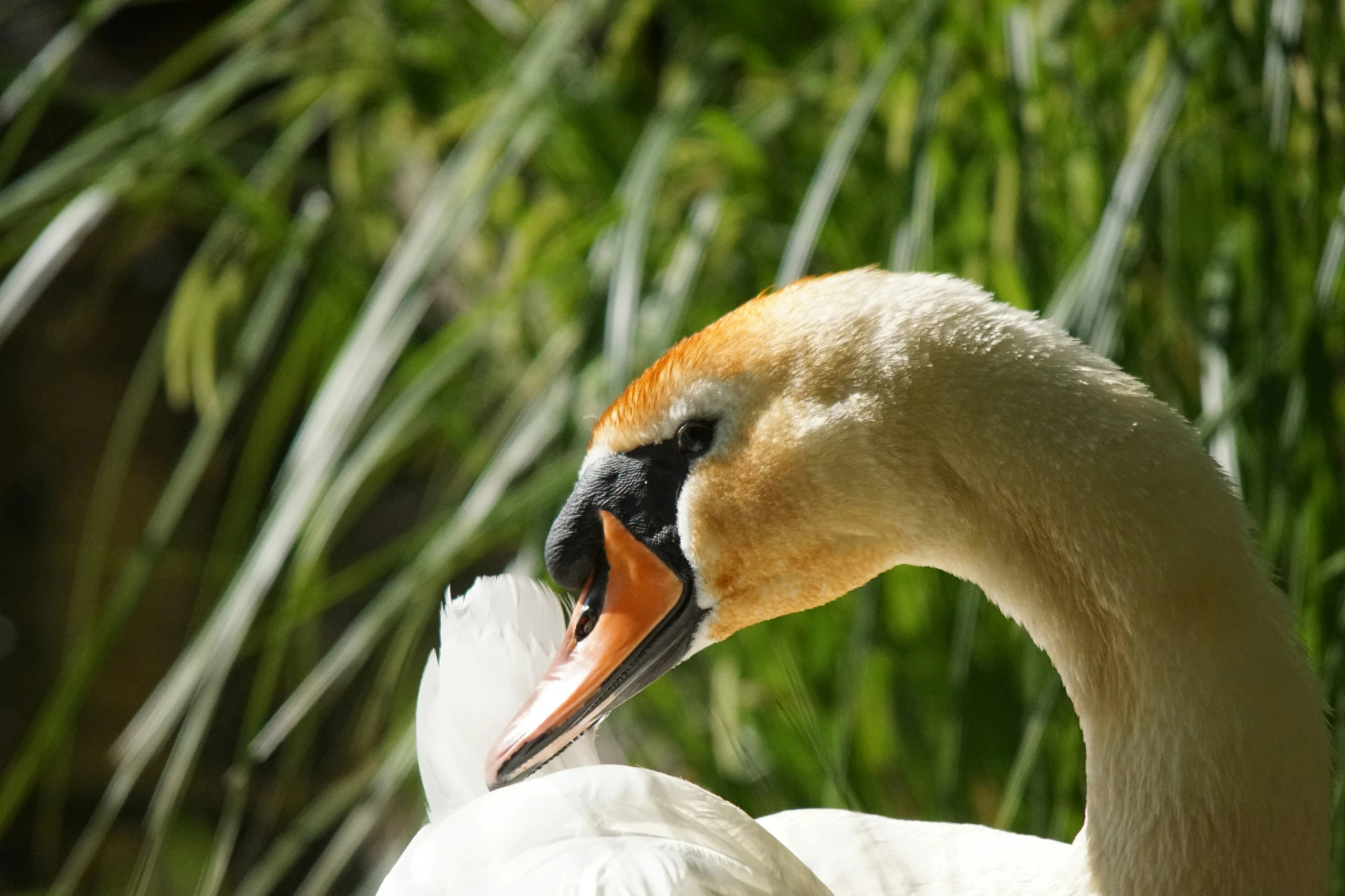 close - up of the head of a swan with a bright orange crown