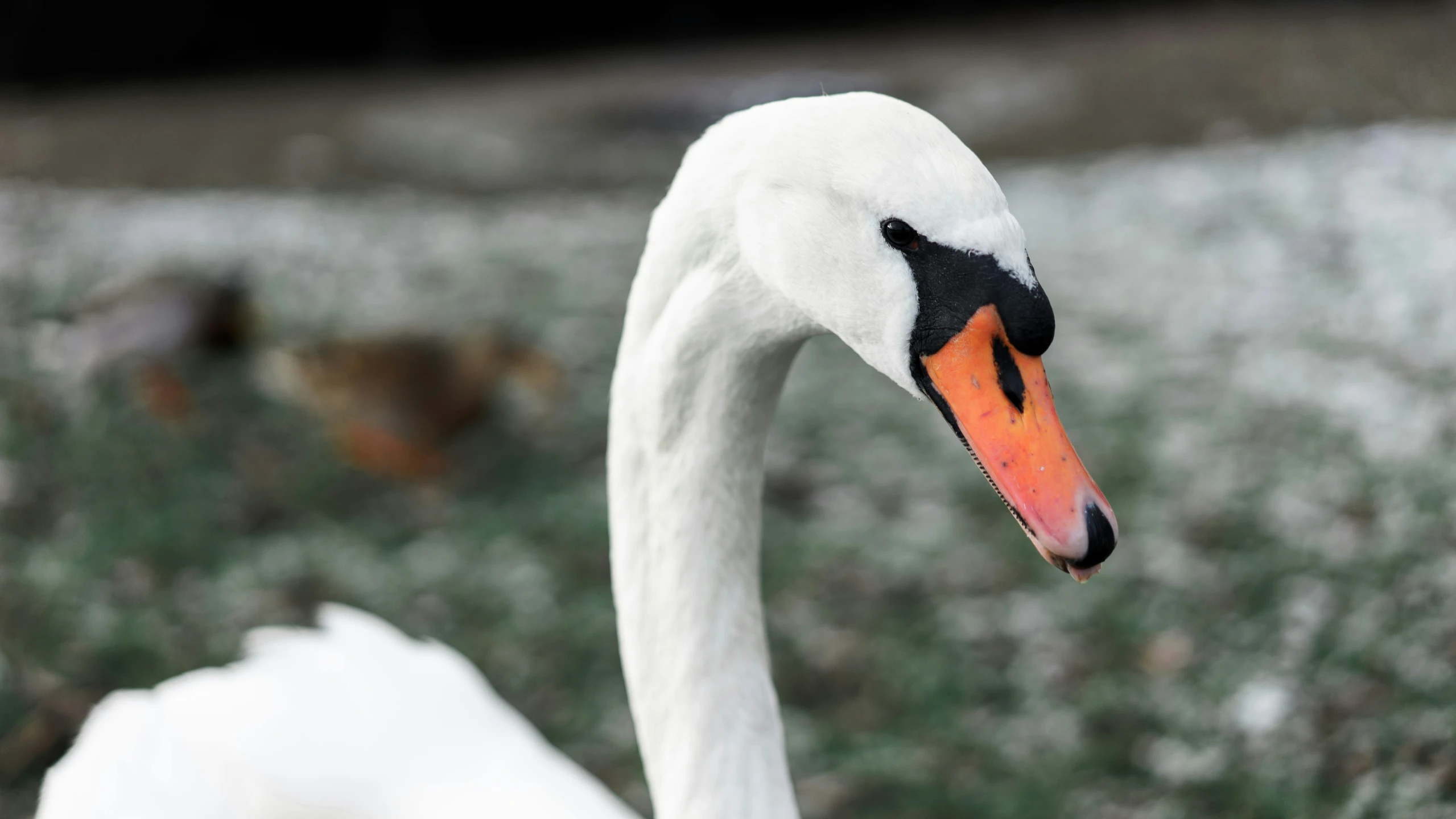 the close up of a swan's head and neck