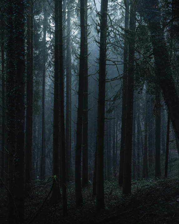 an open area in a forest with a lot of tall trees