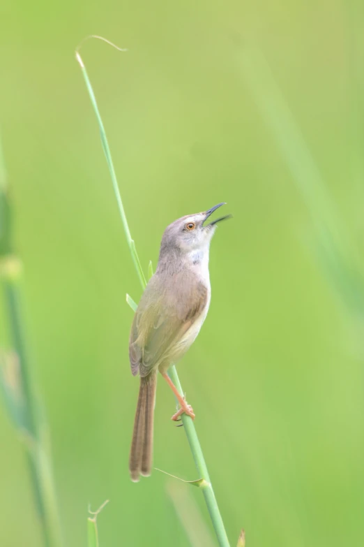 a bird perched on a single tall blade of grass