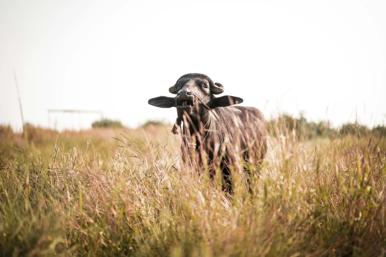 a sheep standing in the middle of a field with long grass
