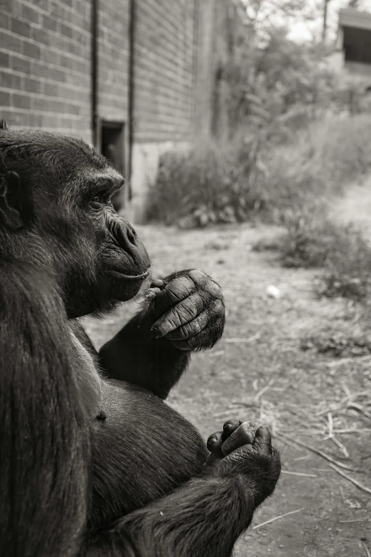 a large gorilla is on his knees in a black and white po