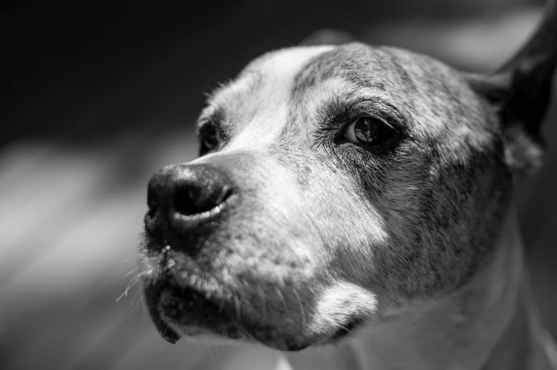 a dog has very big eyes while staring at soing