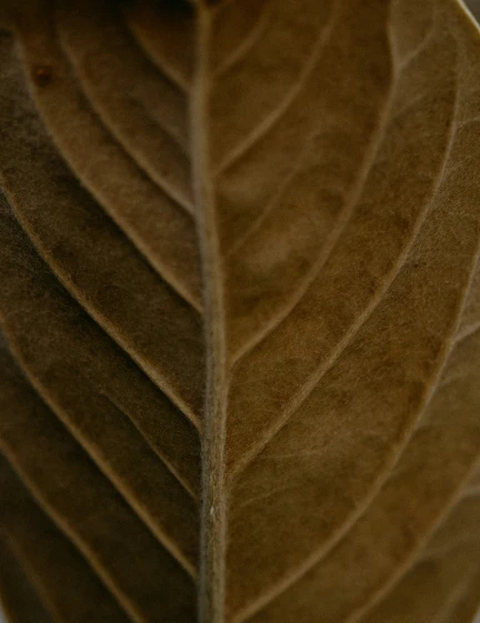 a close up s of a leaf with some very thin lines on the edges