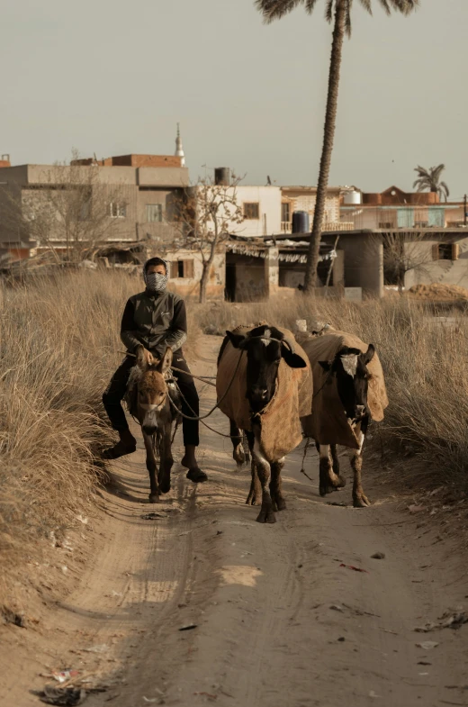 a man on a horse and cows walk down the road