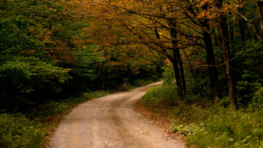 dirt path in the forest on an overcast day