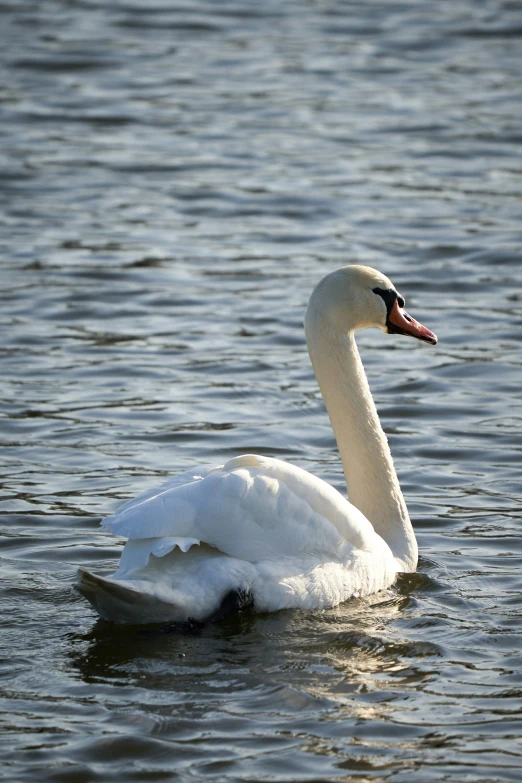 a bird on the water is floating