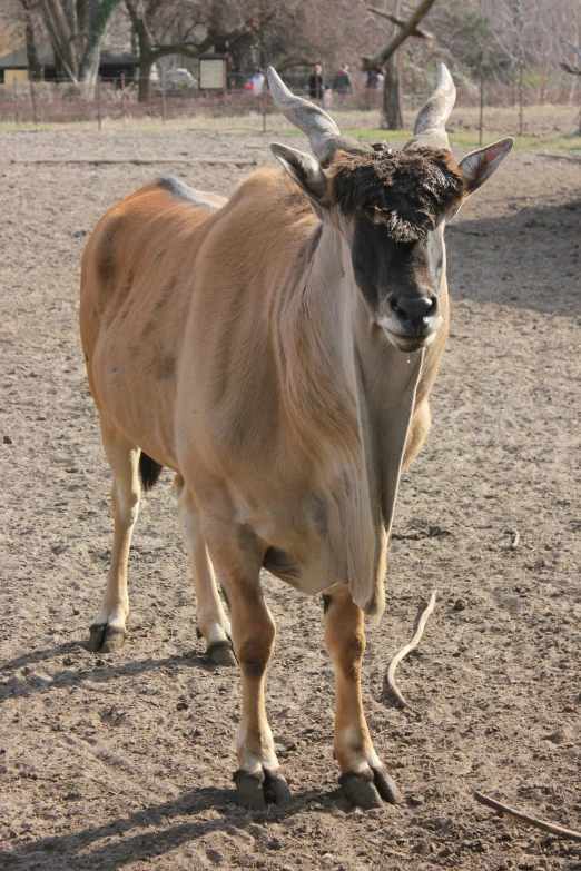 a cow with horns stands in the open