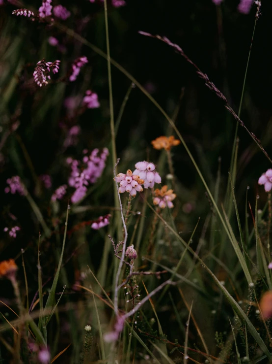 flowers and grass in a field on a black background