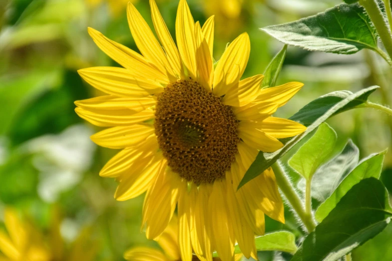 a large sunflower surrounded by large green leaves