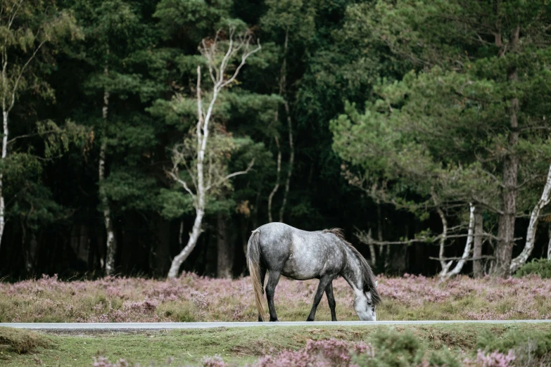 a grey horse standing next to some grass and trees