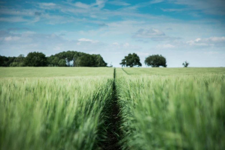 the field is green and has a line drawn in it