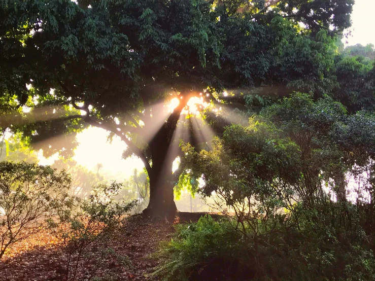 sunlight shining through a large tree into the green forest