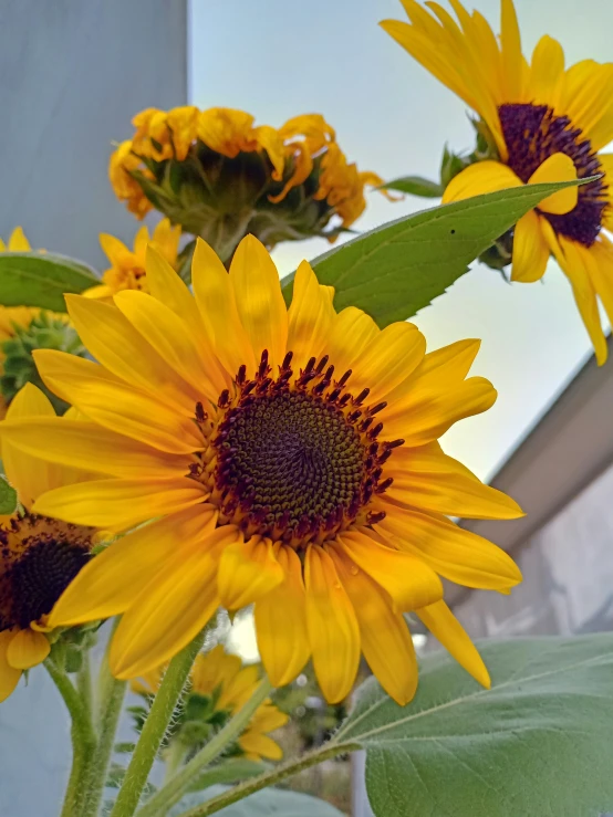 a large sunflower is shown in bloom