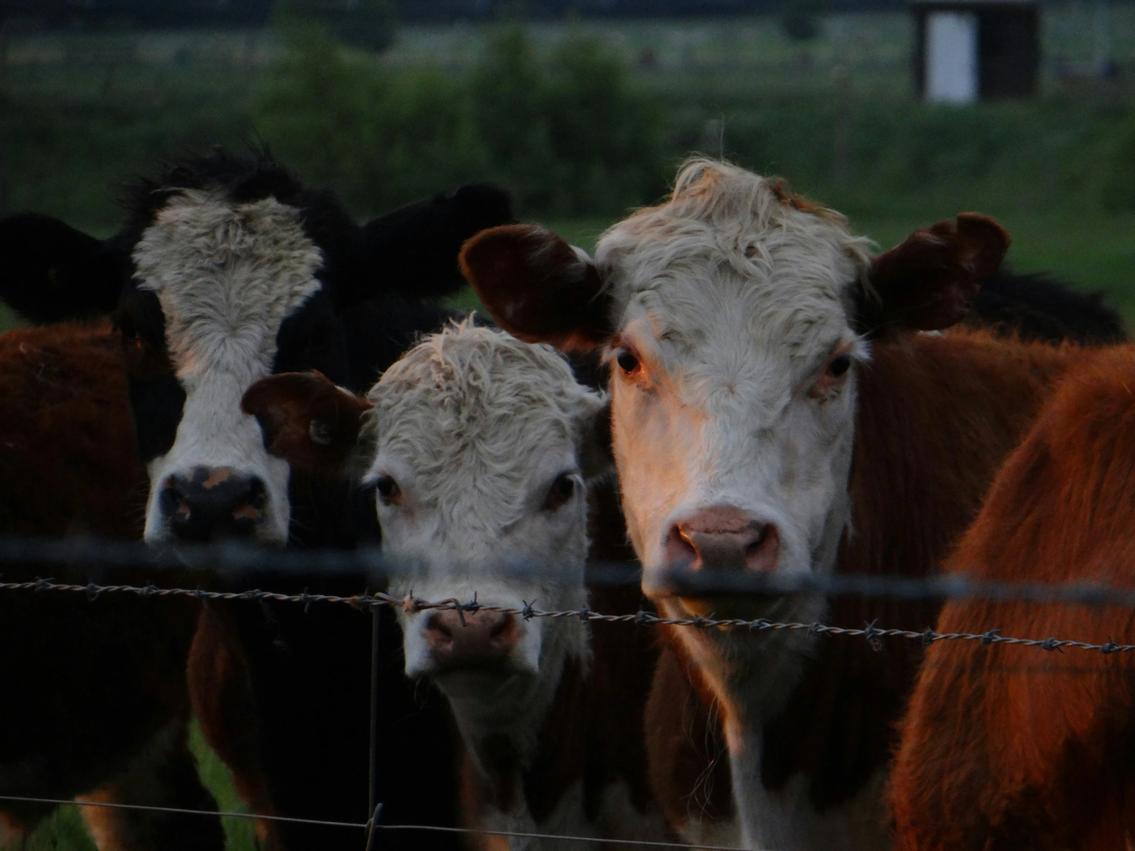 three cows are standing in front of a wire fence