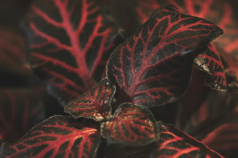 some leaves that have red and black speckles