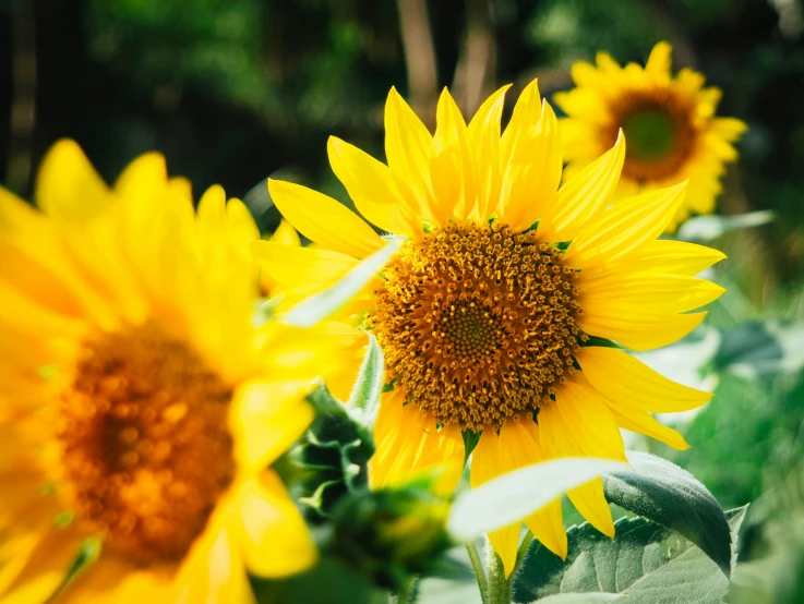 a field of sunflowers are on the horizon in the summer