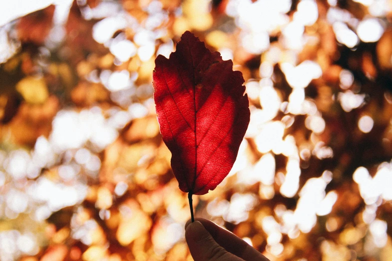 someone holding a dried flower over the top of it