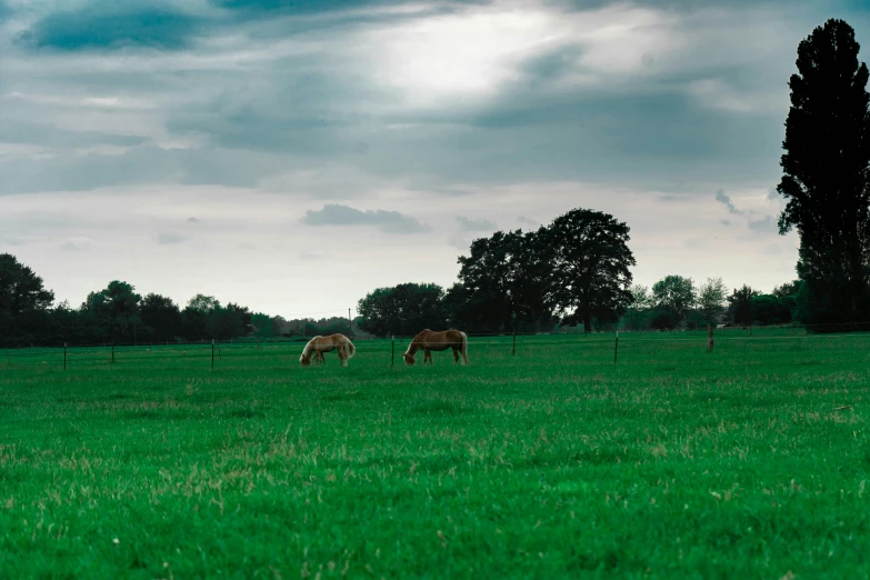 two horses grazing in a pasture under cloudy skies
