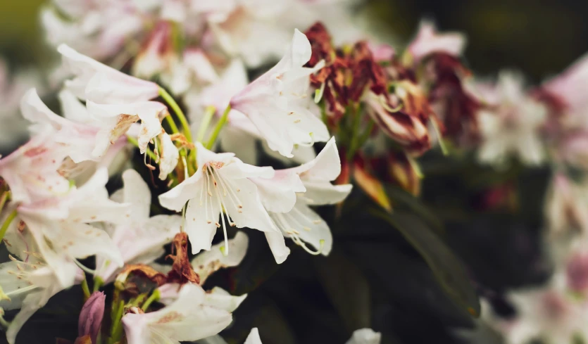 closeup of some white flowers and red leaves