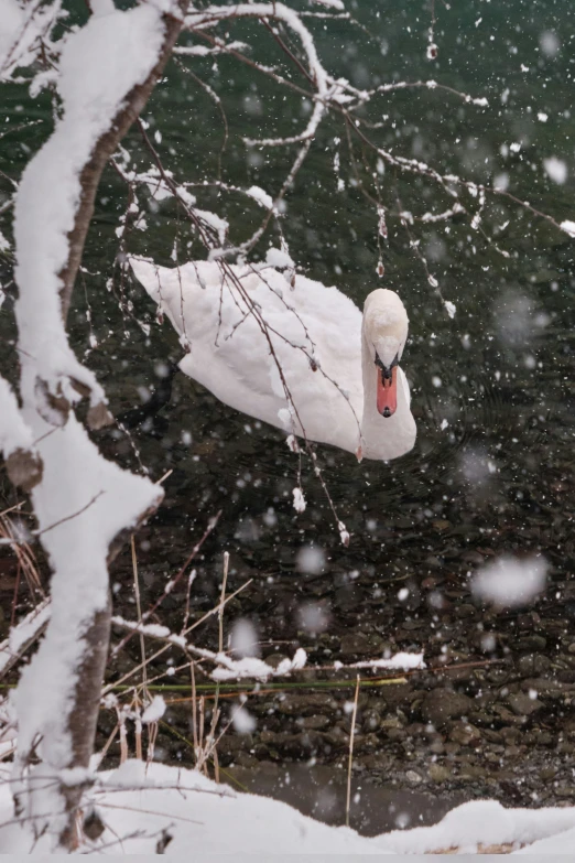 a swan is looking down at a pond